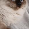 THANKSGIVING DISCOUNT, NOW $275  RAGDOLL KITTENS,  CHOCOLATE  AND CHOC. MINK  MALES