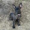 Dutch Shepherd Puppies