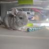 Chinchillas available