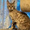 Blue Rosette Female Bengal