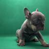 Lilac and tan female French bulldog puppy