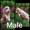 Beagle Puppies For Sale