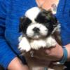 2 male Shih Tzu puppies