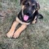 German Shepard puppies for sale