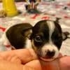 Adorable Chihuahua pups available