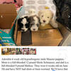 Maltese Schnauzer mix Puppies - KY, WV, OH area
