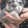 Beautiful old English bulldog females