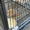 Female canary for sell