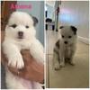 Pomsky- Athena