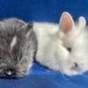 Lionhead bunnies precious girls blue eyed bunnies