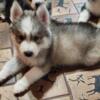 Siberian Husky puppies new ones coming soon