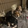 Shihzu beagle mix puppies