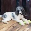 Poodle blue merle