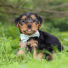 Marcus Male Morkie