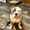 American Bully Blue and White,Registered ABKC 2years old