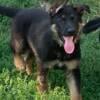 Pure bred German Shepherd Puppy available