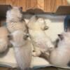 Ragdoll kittens for sale