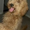 Miniature F1B golden doodle