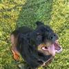 Rottweiler for sale to a good home
