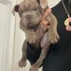 EXOTIC AMERICAN BULLY PUPPY