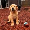 AKC Registered Yellow Female Labrador Retriever Puppies