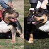 Xl American bully pups