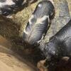 Idaho pasture pigs