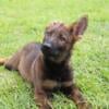 The K-9 Academy Puppies for Sale