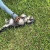 Mini schnauzer puppy
