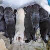 AKC Labrador puppies