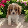 AKC male Cavalier King Charles