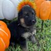 AKC German Shepherd puppies 