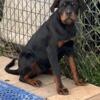 Reduced Akc female Rottweiler