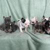 Frenchie Pups 