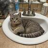 Bonded Indoor Pair - British Shorthair + Siamese Lynx Point - Indoor Only