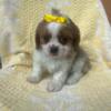 Shihtzu mix puppies!