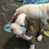 Boxer puppies