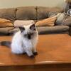Blanky - Female Seal Point Himalayan Kitten