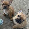 French Bulldog Puppies