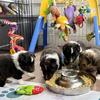 Sheltie Litter Coming late 2026