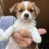 Shih Tzu Rat Terrier Puppies