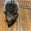 5 hedgehog babys that need home