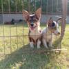 3 months old females corgi