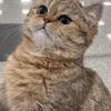 Purebred kittens - Imported
