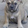 Sable fawn American bully male