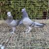 Turkish Takla Pigeon