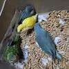 Birds 786-390-8696