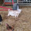 Polled Nigerian Dwarf Goat Bucklings