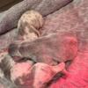 FLUFFY CARRIER FRENCH BULLDOG PUPPIES BORN 9/11  LOCK IN EARLY