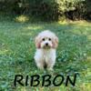 Ribbon Female Cockapoo Puppy